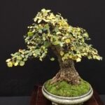 Literati Bonsai Club