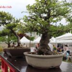 Literati Bonsai Club