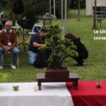 Literati Bonsai Club